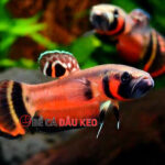 Cách trị cá bỏ ăn hiệu quả nhất: Nguyên nhân và giải pháp