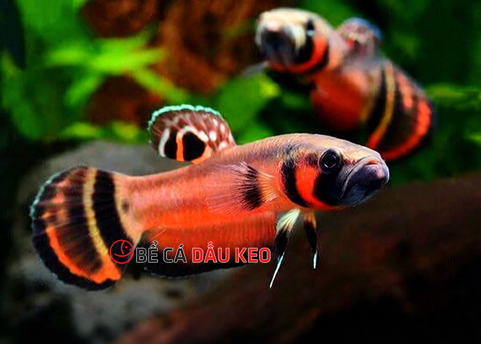 Cách trị cá bỏ ăn hiệu quả nhất: Nguyên nhân và giải pháp