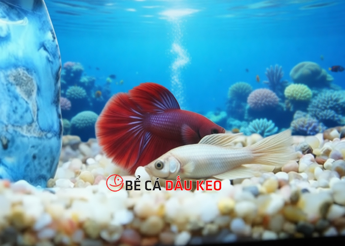 cách xử lý khi cá chết chìm