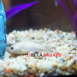 nuôi cá bị chết có xui không