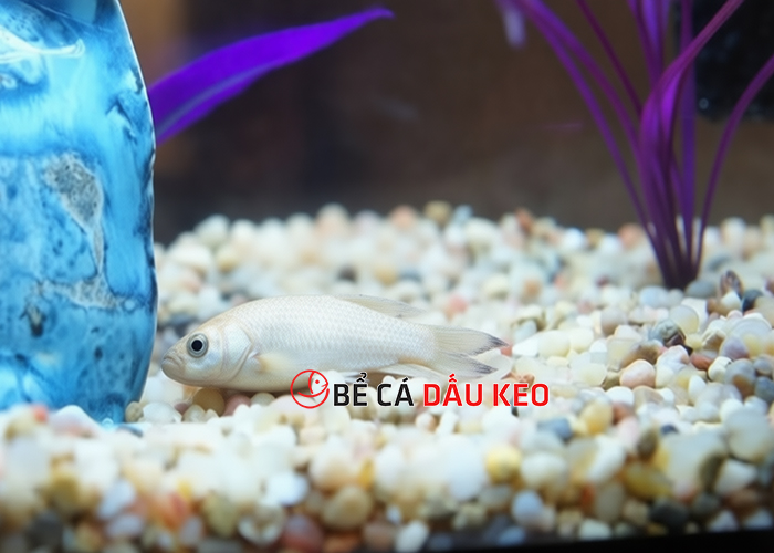 nuôi cá bị chết có xui không