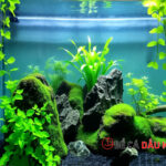 Tại sao khi nuôi cá cảnh trong bể kính thường thả rong rêu?