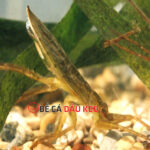 Bọ nước thuỷ sinh: Đặc điểm, phân loại và cách nuôi hiệu quả