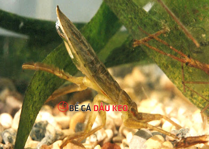 Bọ nước thuỷ sinh: Đặc điểm, phân loại và cách nuôi hiệu quả