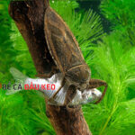 Cách diệt bọ nước hiệu quả và nhanh chóng ngay tại nhà