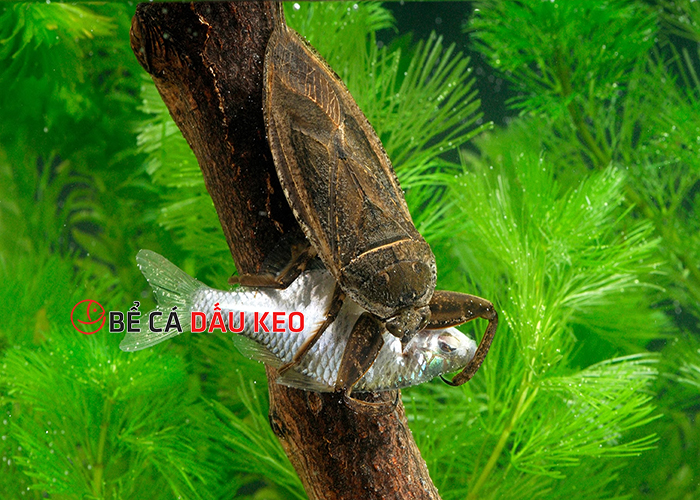 Cách diệt bọ nước hiệu quả và nhanh chóng ngay tại nhà