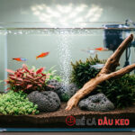 Sủi oxy có làm tăng pH? Ảnh hưởng của sủi khí tới hồ cá