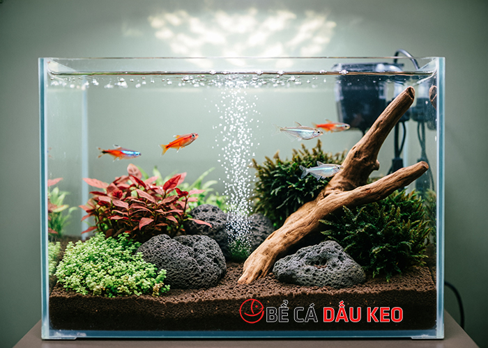 Sủi oxy có làm tăng pH? Ảnh hưởng của sủi khí tới hồ cá