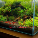 Thay nước hồ tép: Hướng dẫn chi tiết và an toàn nhất