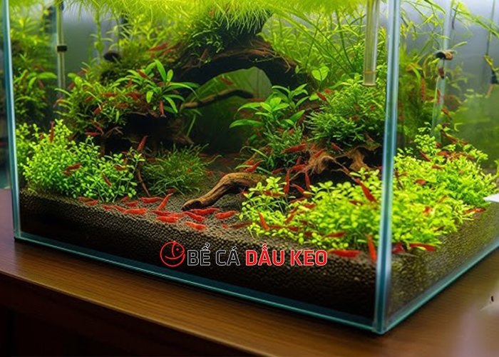 Thay nước hồ tép: Hướng dẫn chi tiết và an toàn nhất