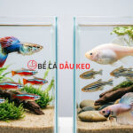 5 loại cá thủy sinh dễ nuôi không cần oxy cho người mới chơi