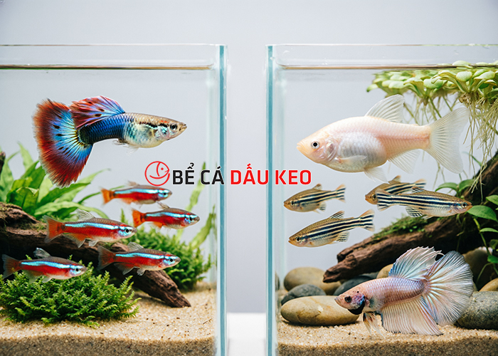 5 loại cá thủy sinh dễ nuôi không cần oxy cho người mới chơi