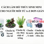 Cách làm hồ thủy sinh mini cho người mới từ A-Z đơn giản