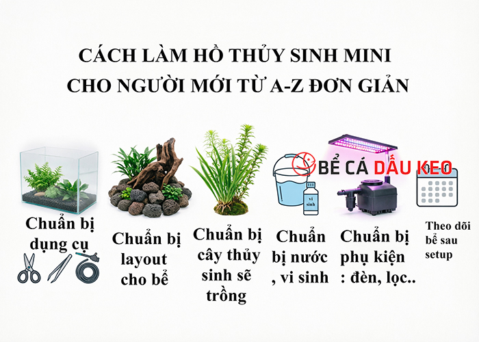 Cách làm hồ thủy sinh mini cho người mới từ A-Z đơn giản