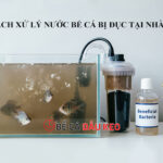 Cách xử lý nước bể cá bị đục tại nhà cực đơn giản, hiệu quả