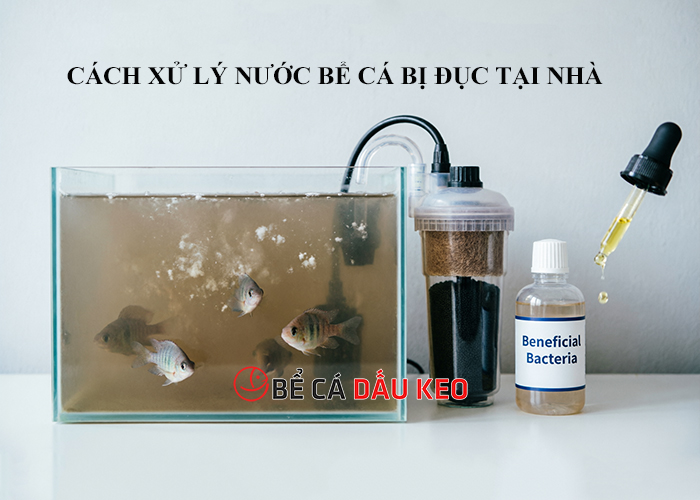 Cách xử lý nước bể cá bị đục tại nhà cực đơn giản, hiệu quả