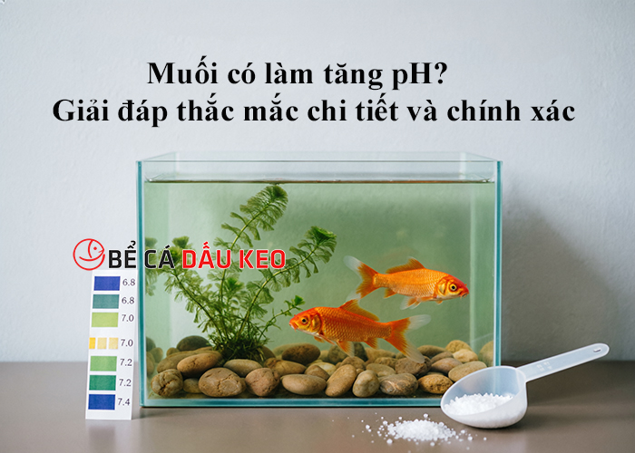 Muối có làm tăng pH? Giải đáp thắc mắc chi tiết và chính xác