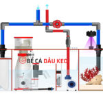 Sump hồ cá biển: Hệ thống lọc tràn dưới hiệu quả nhất