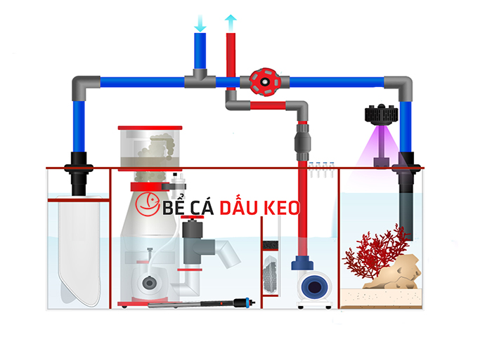 Sump hồ cá biển: Hệ thống lọc tràn dưới hiệu quả nhất