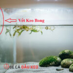Tại sao bể cá bị bong keo và cách khắc phục hiệu quả?