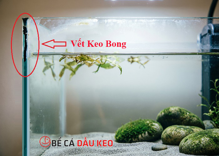 Tại sao bể cá bị bong keo và cách khắc phục hiệu quả?